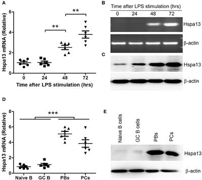 Hspa13 Promotes Plasma Cell Production and Antibody Secretion